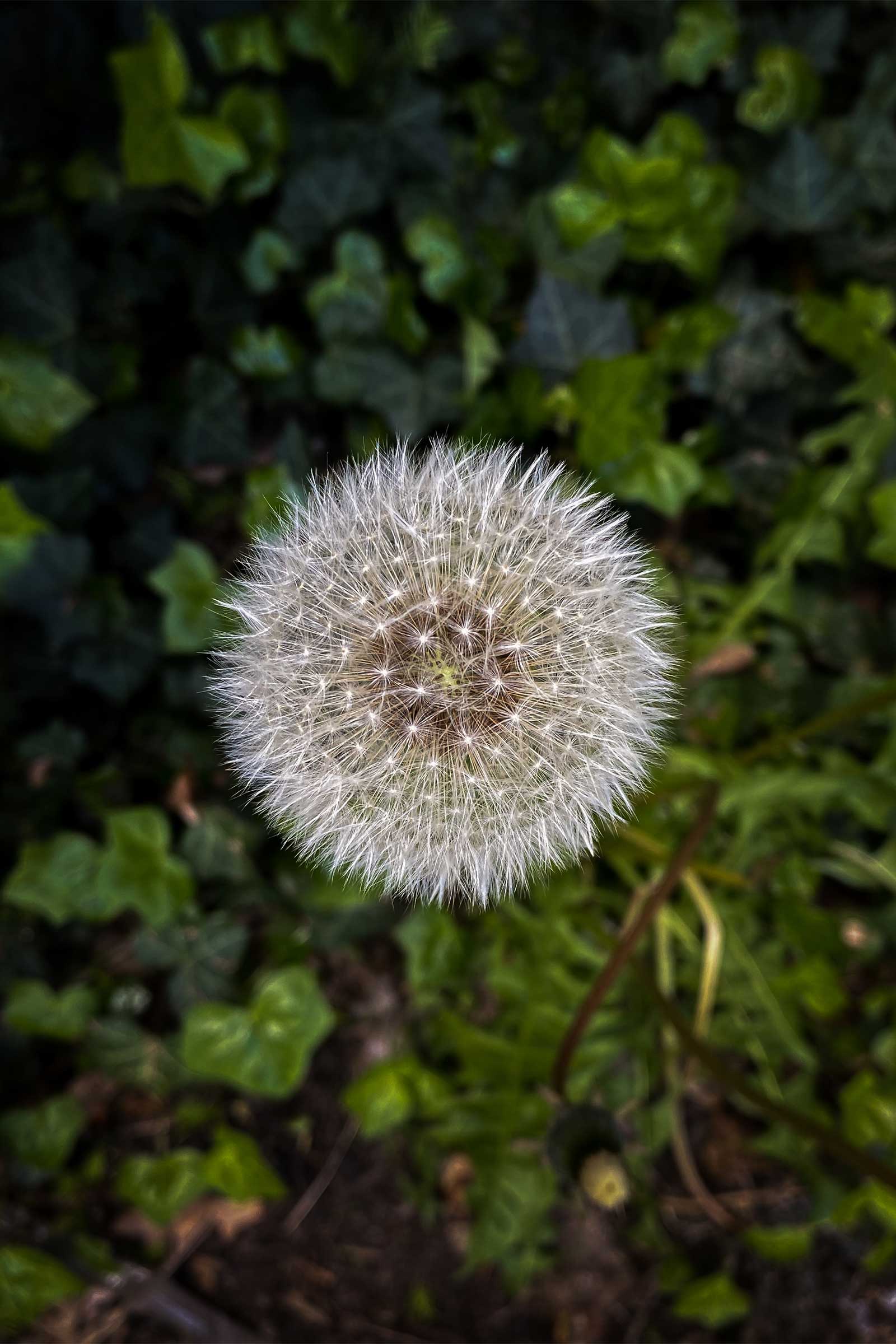 dandelion